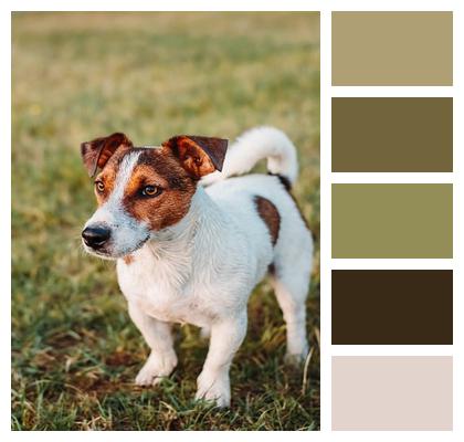 Jack Russel Animal Dog Image